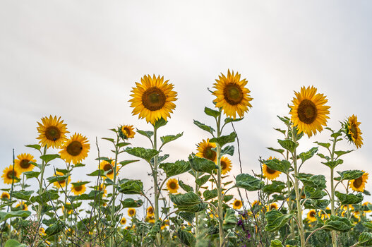 sonnenblumen-9723.jpg