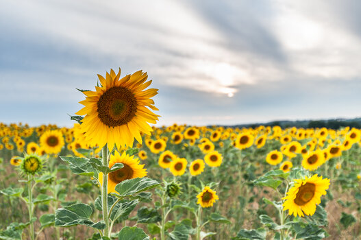 sonnenblumen-9730.jpg