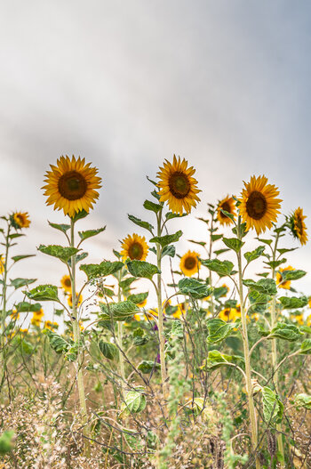 sonnenblumen-9724.jpg