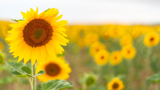sonnenblumen-9750.jpg