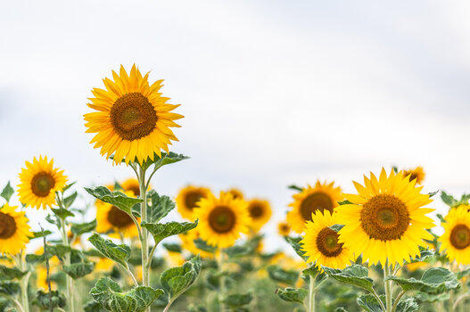 sonnenblumen-9758.jpg