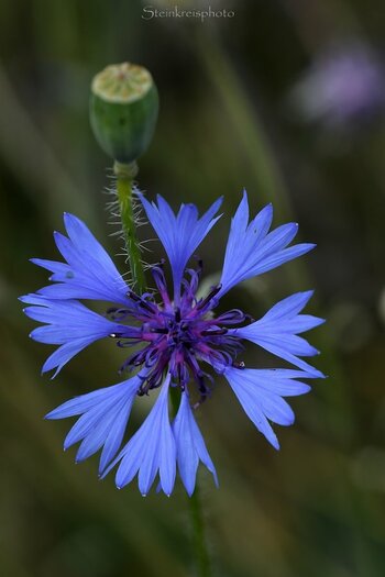 comp_Kornblume_626.jpg