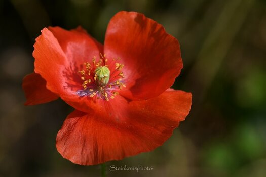 comp_Mohn_627.jpg