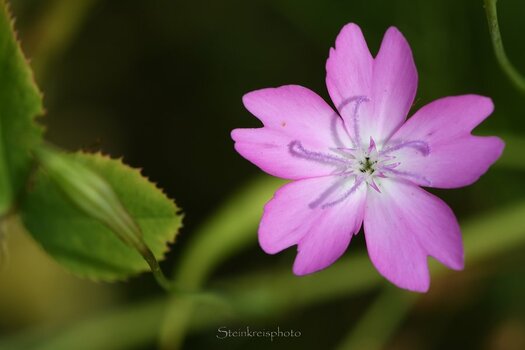 comp_Wiesenblume_628.jpg