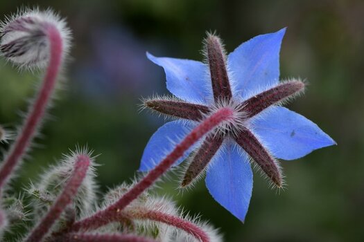 comp_Borago_633.jpg