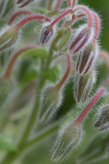 comp_Borago_634.jpg