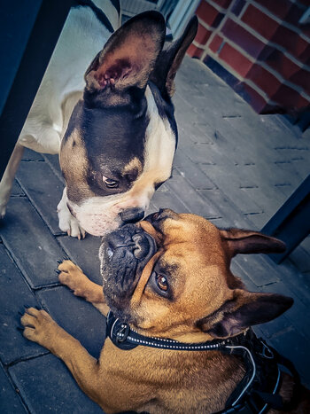 Pablo&Daisy.jpg