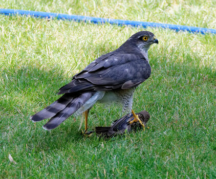 DSC_005075.jpg