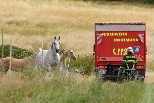 pferde und FW-5972.jpg