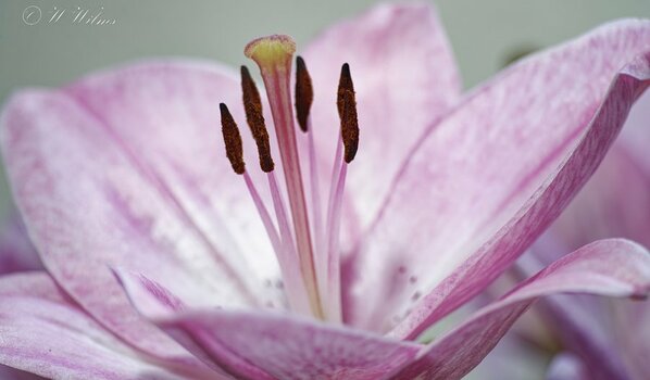_DSC4779_DxO.jpg