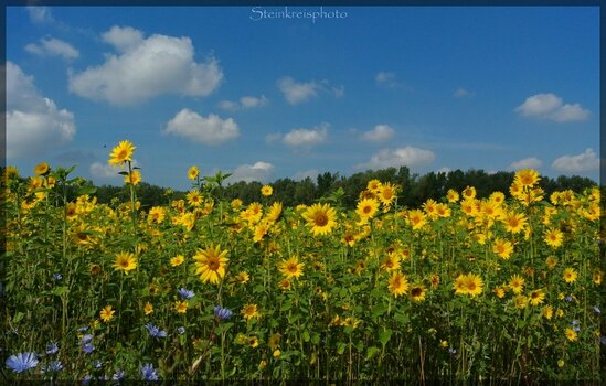 comp_Sonnenblumenfeld.jpg