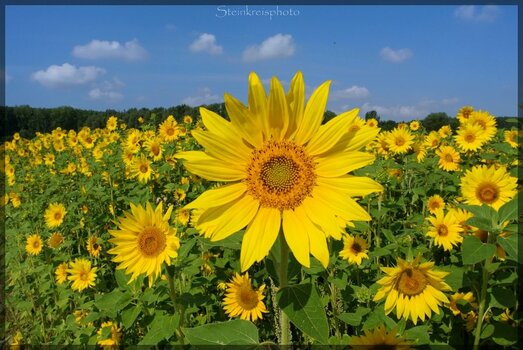 comp_Sonnenblumenfeld 2.jpg