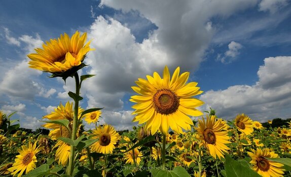 comp_Sonnenblumenfeld_658.jpg
