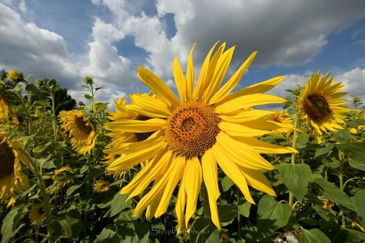 comp_Blümchen Sonnenstrahl_659.jpg