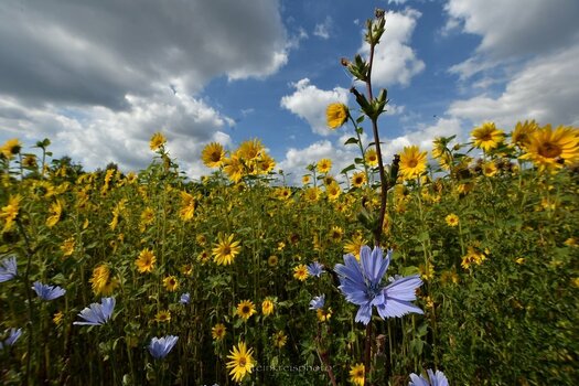 comp_Wegwarte & Sonnenblumen_660.jpg