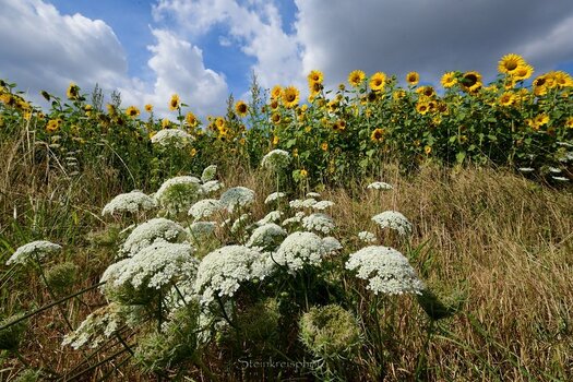comp_Sonnenblumen Sommertag_662.jpg