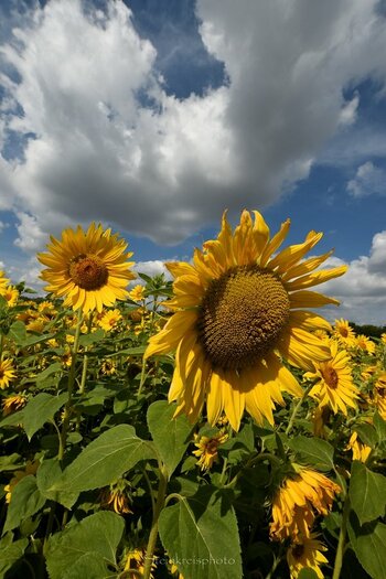 comp_Wolken am Himmel Sonne am Boden_663.jpg