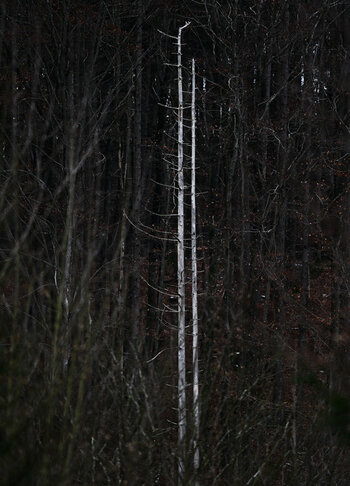 DSC_0095_0001.jpg