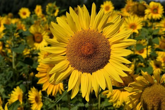 comp_Sonnenblume Eine von Vielen_665.jpg