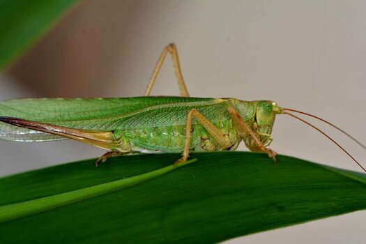 Grasshopper_DSC_7428.jpg
