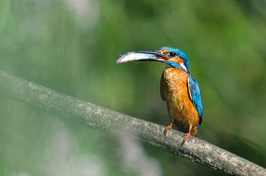 DSC_5754 Eisvogel Fisch.jpg