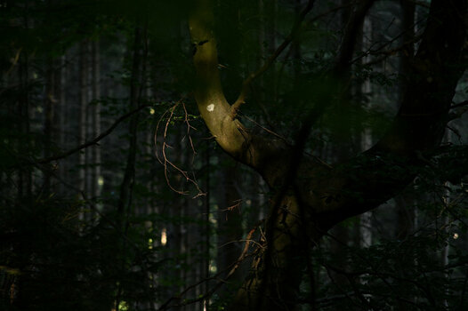 HSC_6345_0001.jpg