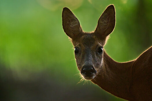 DSC_7159-X2.jpg