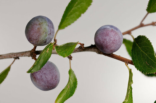Beeren_DxO.jpg