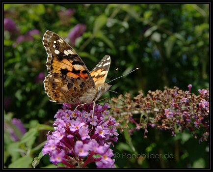 K20B1831_schmetterling_falter_klein.jpg