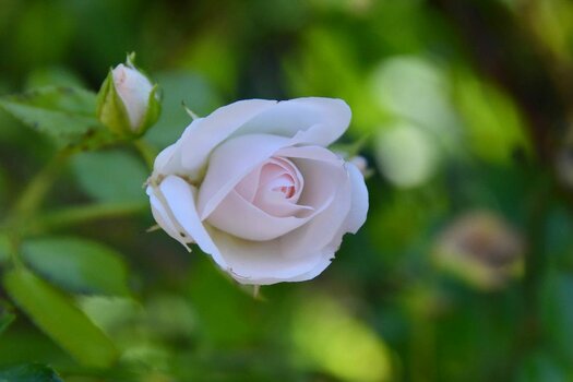 DSC_6740.jpeg
