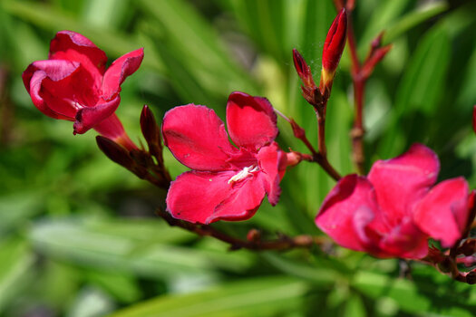 DSC_6953_DxO.jpg