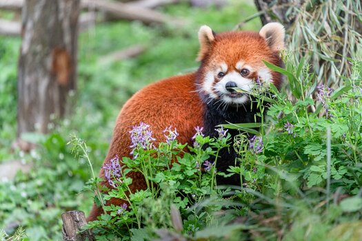 k_a067_masaki_kadono_small_animal3_20220615.jpg k_a067_masaki_kadono_small_animal3_20220615.jpg