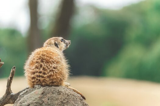 k_a067_masaki_kadono_small_animal6_20220629.jpg k_a067_masaki_kadono_small_animal6_20220629.jpg