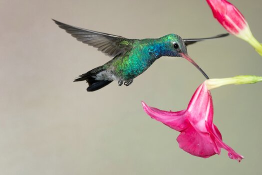 k_a067_lisa_langell_small_bird2_20220708.jpg k_a067_lisa_langell_small_bird2_20220708.jpg