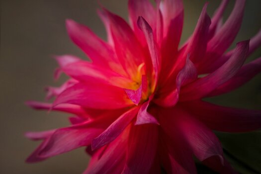 k_a067_lisa_langell_small_flower1_20220708.jpg k_a067_lisa_langell_small_flower1_20220708.jpg