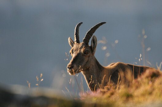 DSC_6510 Steinbock Kopf.jpg