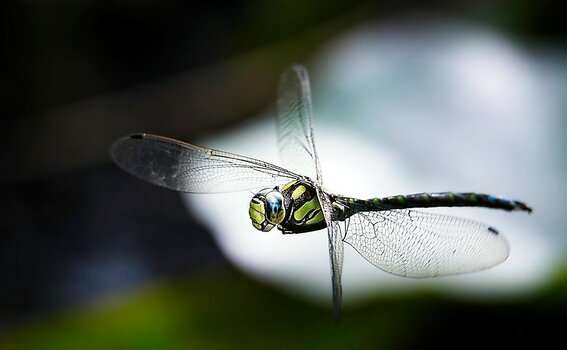VG_500_4992_on1-landscape_on1-landscape-1.jpg