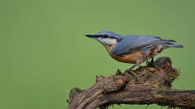 DSC_7901.jpg