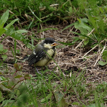 IMGP4409-crop.jpg