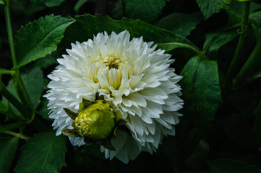 DSC_2663.JPG