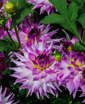 DSC_2669.JPG