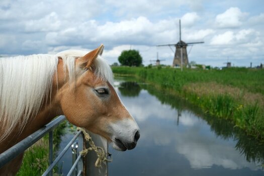 DSCF3300_Pferd.JPG