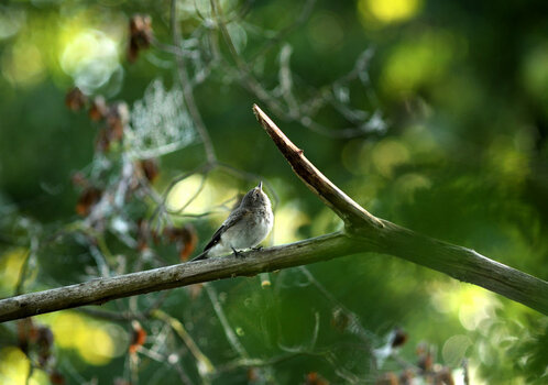 DSC_3294_0001.jpg