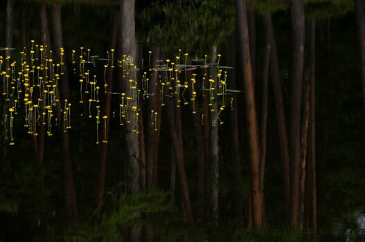 k_a047z_yukie_hayashi_nature_1_20220727.jpg