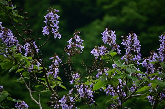k_a047z_yukie_hayashi_nature_1_20220819.jpg