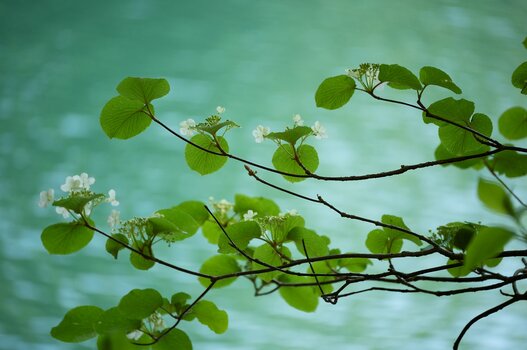 k_a047z_yukie_hayashi_nature_3_20220727.jpg