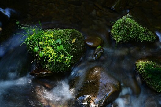 k_a047z_yukie_hayashi_nature_4_20220819.jpg