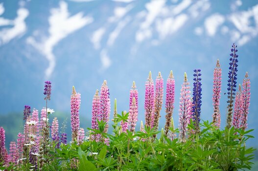 k_a047z_yukie_hayashi_nature_5_20220727.jpg