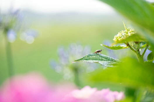 k_a047z_yukie_hayashi_nature_6_20220727.jpg