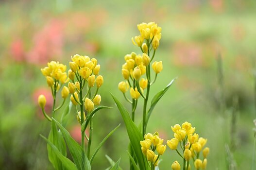 k_a047z_yukie_hayashi_nature_7_20220727.jpg